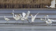 Friert der See zu, wird es f&uuml;r manche Tiere schwierig an die Fische unter dem Eis zu gelangen.