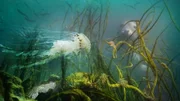 Artwork zu "Wunder der Keltischen See"