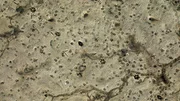 Spuren im Sand zeugen von vielen verschiedenen Bewohnern.