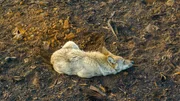 Auf der Jagd zu sein ist sehr anstrengend.