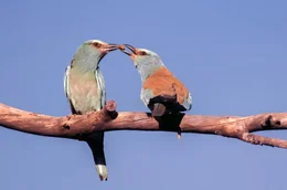 Die Blauracke ist ein seltener Zugvogel, der in Frankreich nur noch in mediterranen Gegenden br&uuml;tet. Mit nur 1.500 Paaren z&auml;hlt er hier zu den bedrohten Arten.