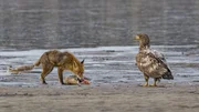 Zwei hungrige R&auml;uber, aber nur ein Fisch. Da ist &Auml;rger vorprogrammiert.