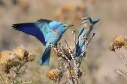 Azur und Iris, ein Paar der seltenen Blauracken, suchen nach ihrer R&uuml;ckkehr aus Afrika einen Nistplatz im s&uuml;dfranz&ouml;sischen Languedoc &ndash; doch die immer st&auml;rkere Konkurrenz um die schwindenden Nistm&ouml;glichkeiten erschwert das Vorhaben.