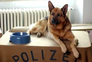 Der ber&uuml;hmte Polizeihund Rex ist nicht f&uuml;r den Ruhestand geschaffen.