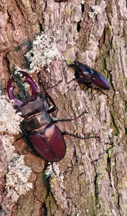 Hirschk&auml;fer paaren sich an alten, besonnten Eichen. Doch alte Eichen sind selten geworden in unseren W&auml;ldern.