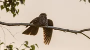 Nachtschwalben sind Bodenbr&uuml;ter. Ihr braun-geflecktes Federkleid hilft ihnen bei der Tarnung.