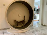 Katzen sind unsere liebsten Haustiere. Doch &uuml;ber ihr Innenleben ist bisher nur wenig bekannt.