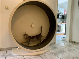 Katzen sind unsere liebsten Haustiere. Doch &uuml;ber ihr Innenleben ist bisher nur wenig bekannt.