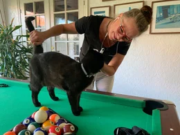 Susanne Sch&ouml;tz wertet die unterschiedlichen Laute der Katzen in verschiedenen Situationen aus.