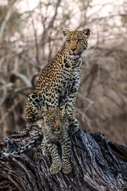 Leoparden verlassen sich auf Geduld, Tarnung und Kraft zur Jagd.