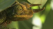Chameleon's eye