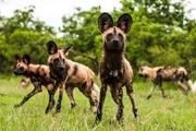 Afrikanische Wildhunde