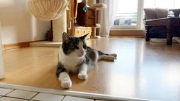 Katzen haben sich dem Menschen vor circa 9000 Jahren freiwillig angeschlossen.