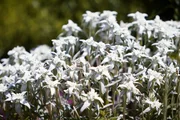 Hinter den Hecken Sabine Rebers Garten in Gstaad BE Staffel 5 Folge 5 Sabine Rebers Garten 2022