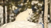 Artic fox sitting on a pile of snow