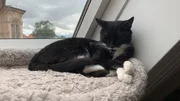 Kater Oreo wird Teil eines Verhaltensexperiments der Tier&auml;rztlichen Hochschule Hannover.