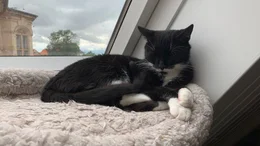 Kater Oreo wird Teil eines Verhaltensexperiments der Tier&auml;rztlichen Hochschule Hannover.