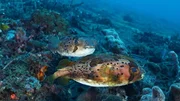 Igi der Fisch – Folge 5 Igi und Igine Igi der Fisch – Folge 5 Igi und Igine