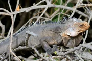 Die dominanten M&auml;nnchen des Kleinen Antillen-Leguans sind dunkelgrau, braun oder fast schwarz. Nur ihr Kopf kann mit zunehmendem Alter wei&szlig;lich werden.