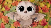 Baby Owl