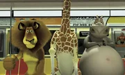 Das Zebra Marty ist traurig: Zu sehr besch&auml;ftigt ihn der Gedanke an die Freiheit. Als er eines Tages zuf&auml;llig den Fluchtversuch einiger Pinguine belauscht, ist er kurz darauf verschwunden. Seine Freunde suchen ihn und verlaufen sich im New Yorker U-Bahn-Dschungel ...