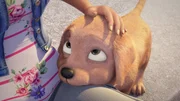Hundewelpe Toffee hat es nicht leicht, denn sie sehr ängstlich. Hundewelpe Toffee hat es nicht leicht, denn sie sehr ängstlich.