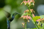 Der Blaustern-Antillenkolibri ist weniger als 12 Zentimeter gro&szlig; und verdankt seinen Namen seinem metallisch gr&uuml;nen Gefieder. Er sammelt nur am Morgen und im letzten Licht des Tages den Nektar.