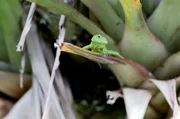 Der Anolis ist ein perfekter Insektenfresser und wei&szlig; die Nahrung zu nutzen, die in den kreolischen H&auml;usern zu finden ist.