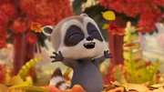 Baby Raccoon