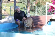 Cesar Millan mit Elch in einem Schwimmbad bei einer &Uuml;bung. (National Geographic)
