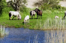 Wildpferde grasen im Naturschutzgebiet Geltinger Birk und verhindern somit eine Verbuschung.