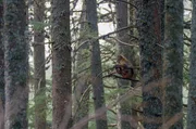 Inmitten der Zedern finden die Berberaffen ein ideales Habitat. Da ihr Lebensraum allerdings immer kleiner wird, gilt ihre Art heute als gef&auml;hrdet.