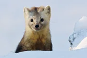 Im Winter jagen kleine Zobel nach Nahrung: Wenn es f&uuml;r die Erlegung einer flinken Meise nicht reicht, werden die Vorr&auml;te von Eichh&ouml;rnchen gepl&uuml;ndert.