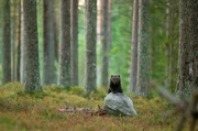 Vielfra&szlig;e, auch B&auml;renmarder oder R&auml;uber des Nordens genannt, sind wie gemacht f&uuml;r das Leben in den extremen Regionen des russisch-finnischen Grenzgebiets.