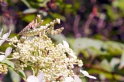 Die Geb&auml;nderte Blumenmantis verschmilzt optisch nahezu mit den Bl&uuml;ten der Hortensie. So wiegt sie ihre Beute in Sicherheit, bevor sie sie &uuml;berw&auml;ltigt.