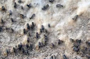 Br&uuml;nstige Wei&szlig;lippenhirsche jagen eine Herde Hirschk&uuml;he &uuml;ber die staubige Steppe.