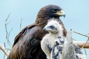 Malaienadler mit K&uuml;ken: Der Muttervogel trotzt im mythischen Wuyi-Gebirge dem dichtesten Nebel, um nach Futter zu jagen und dem Nachwuchs das &Uuml;berleben zu sichern.