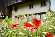 Gartenwildnis von Sander Kunz und Dani Pelagatti