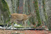Immer auf der Hut: Der Sikahirsch, die Beute des Amur-Tigers, l&auml;uft durch den verschneiten Wald.