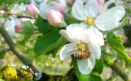 Honigbiene beim Pollen sammeln und best&auml;uben.