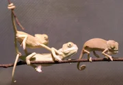 Nachwuchs bei den Jemencham&auml;leons im Insektarium. W&auml;hrend die Gro&szlig;en in der &Ouml;ffentlichkeit posieren, befinden sich die Kleinen im Kindergarten hinter den Kulissen.