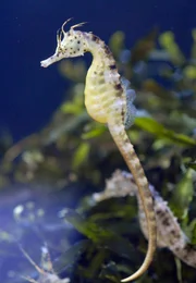 rbb Fernsehen PANDA, GORILLA & CO., TEIL 139, "Geschichten aus dem Zoo Berlin und dem Tierpark Berlin". Ganz Berlin tr&auml;umt von der Liebe. Zumindest im Aquarium: Seepferdchen-Paare schwingen sich aufeinander ein.