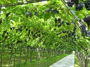 Ursprünglich wuchsen die Weinreben wild auf Bäumen. Sie rankten dem Licht entgegen und breiteten ihre lianenartigen Triebe über den Baumkronen aus. Doch schon vor 5.000 Jahren kultivierten und züchteten die Ägypter diese Pflanze. Ursprünglich wuchsen die Weinreben wild auf Bäumen. Sie rankten dem Licht entgegen und breiteten ihre lianenartigen Triebe über den Baumkronen aus. Doch schon vor 5.000 Jahren kultivierten und züchteten die Ägypter diese Pflanze.