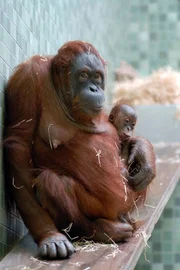 Wie wir Menschen haben auch Menschenaffen gute und weniger gute Tage: Die Orang-Utans Bini und Bulan haben schlechte Laune. Wie wir Menschen haben auch Menschenaffen gute und weniger gute Tage: Die Orang-Utans Bini und Bulan haben schlechte Laune.
