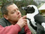 Peter Vollbracht betreut die Pinguine. Pinguin Sandy hat seinen Pfleger besonders ins Herz geschlossen.