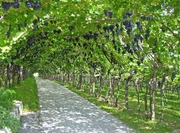 Urspr&uuml;nglich wuchsen die Weinreben wild auf B&auml;umen.