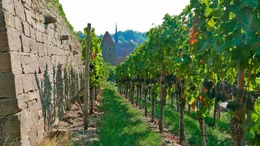 Kloster-Weinberg Maulbronn.