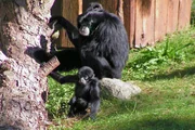Siamangjunges im Jaderpark.