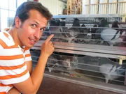 Willi mit Brieftauben. Alle werden per Computer erfasst und sp&auml;ter in einen Lkw verladen.