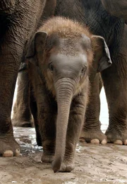 rbb Fernsehen PANDA, GORILLA & CO., TEIL 140, "Geschichten aus dem Zoo Berlin und dem Tierpark Berlin". Unauff&auml;llig lernt das asiatische Elefantenkind Thuza aus dem Tierpark die Elefanten Rituale: im Sand baden, mit dem R&uuml;ssel &Auml;pfel essen, in Pf&uuml;tzen baden und die Pfleger kennen lernen.